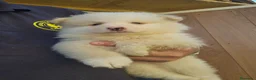 Pomerania perros en venta: Pomerania carita de oso  - Anuncio 4