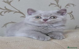 Británico de Pelo Largo gatos en venta: Británico de pelo largo  - Anuncio 3