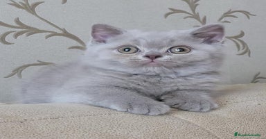 Británico de Pelo Largo gatos Británico de pelo largo  - Anuncio 9