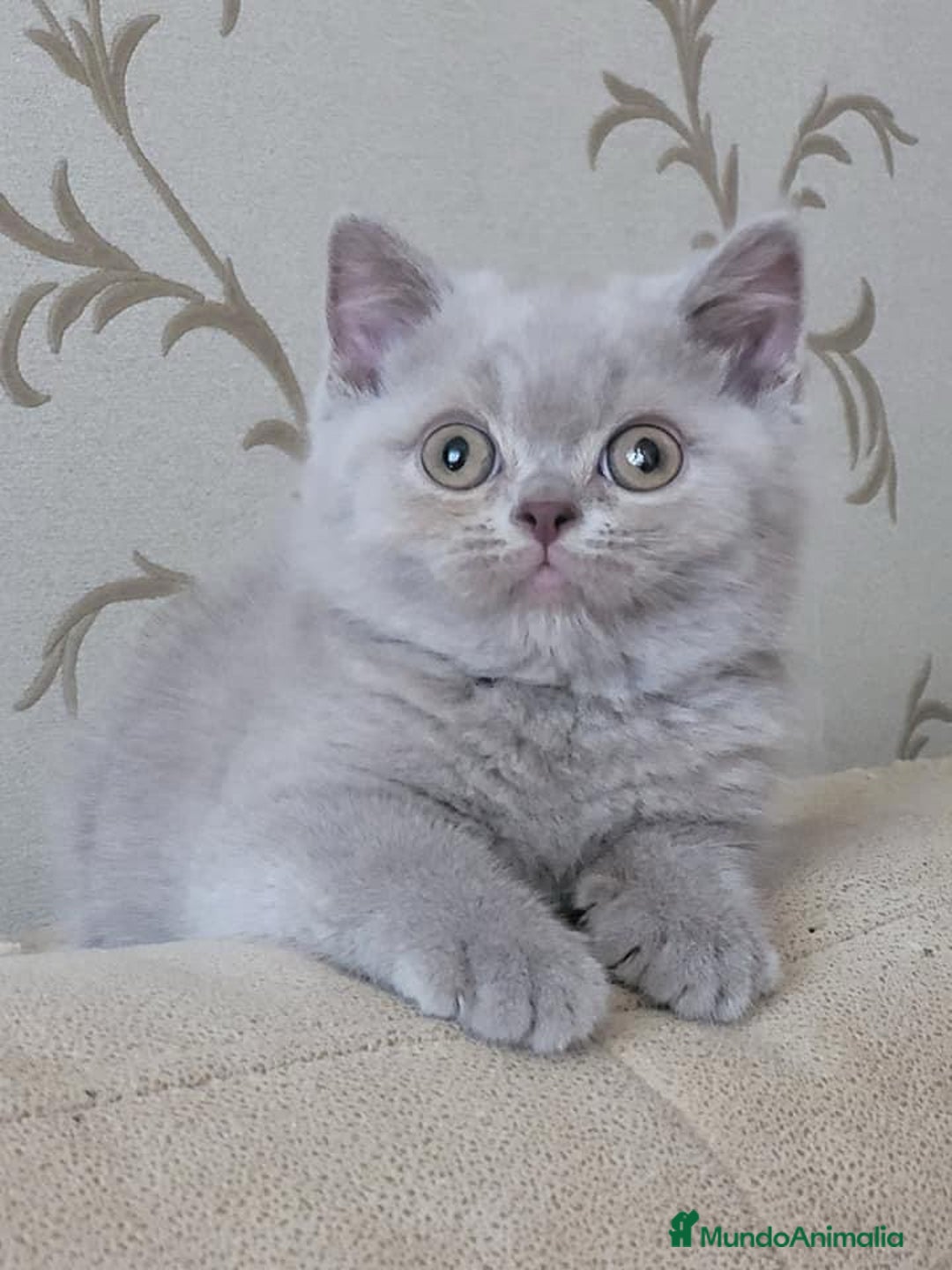 Británico de Pelo Largo gatos en venta: Británico de pelo largo  - Anuncio 3