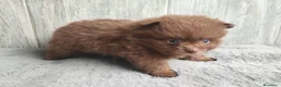 Pomerania perros en venta: POMERANIA CHOCOLATE MACHO - Anuncio 4