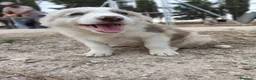 Border Collie perros en venta: Border Collie  - Anuncio 7