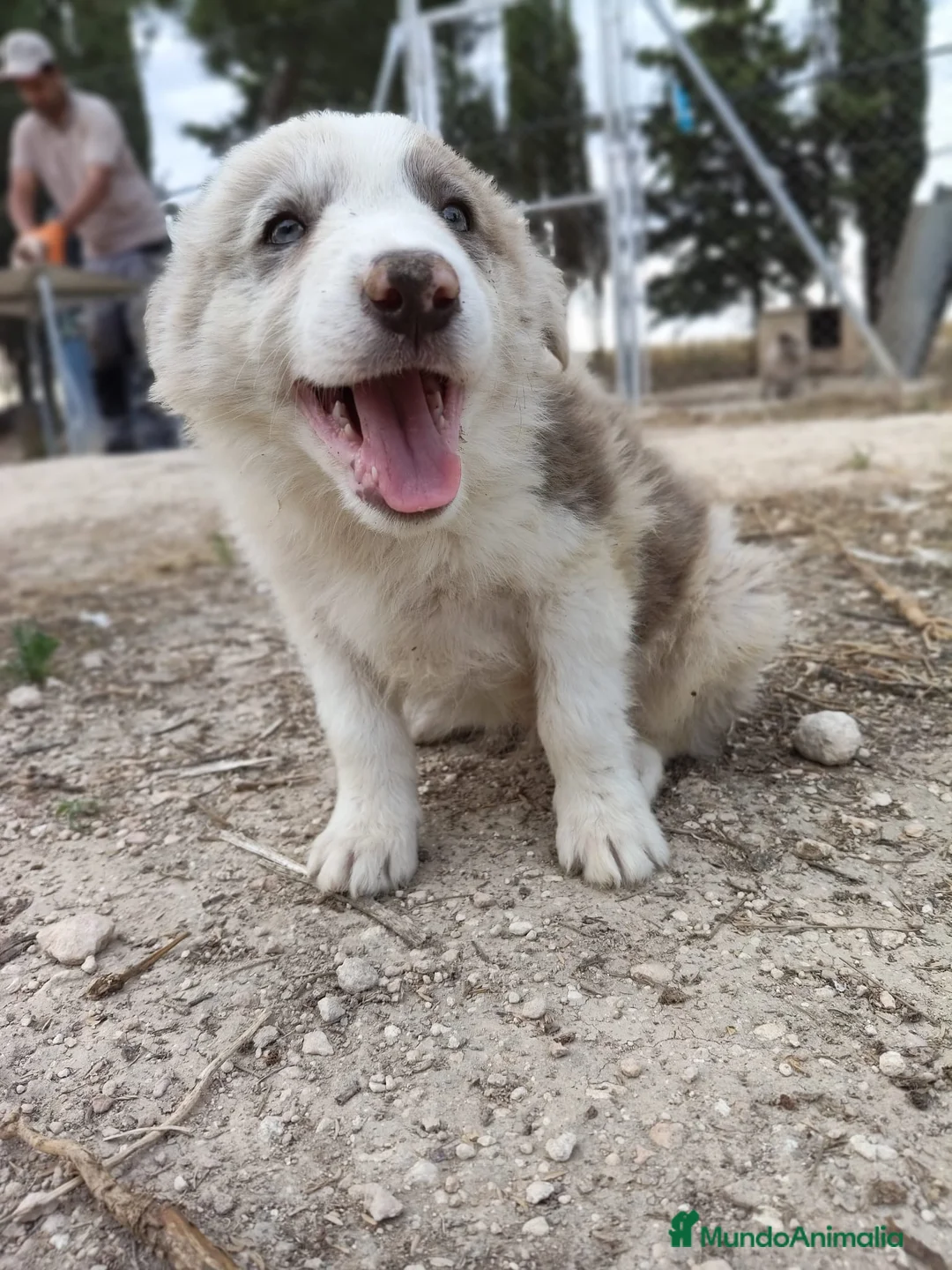 Border Collie perros en venta: Border Collie  - Anuncio 7