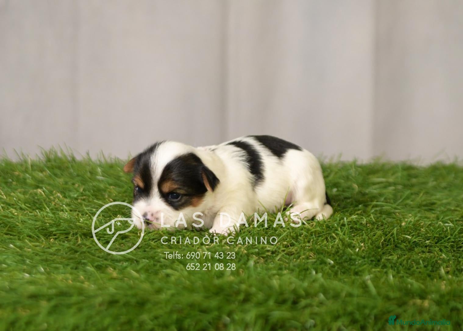 Biewer Yorkshire Terrier a la Pom Pon perros Biewer yorkshire - Anuncio 1