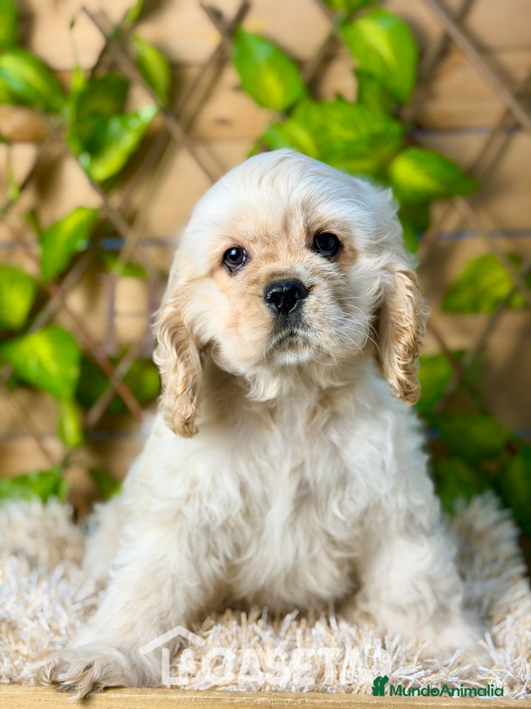 Cocker Spaniel Americano perros Camada de Blanca  - Anuncio 1