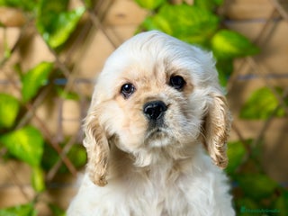 Cocker Spaniel Americano perros Camada de Blanca - Anuncio 1