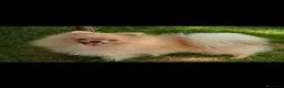 Pomerania perros en venta: Disponible hembra de pomerania de calidad  - Anuncio 5