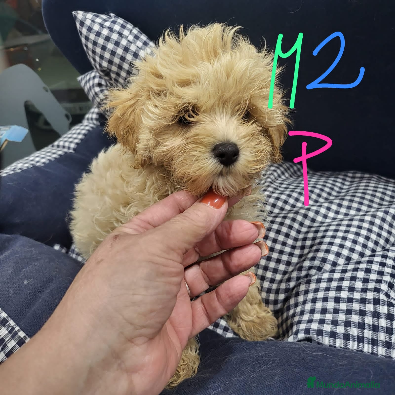 Maltipoo perros Maltipoo enanos toy - Anuncio 8