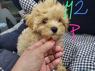 Maltipoo perros Maltipoo enanos toy - Anuncio 2