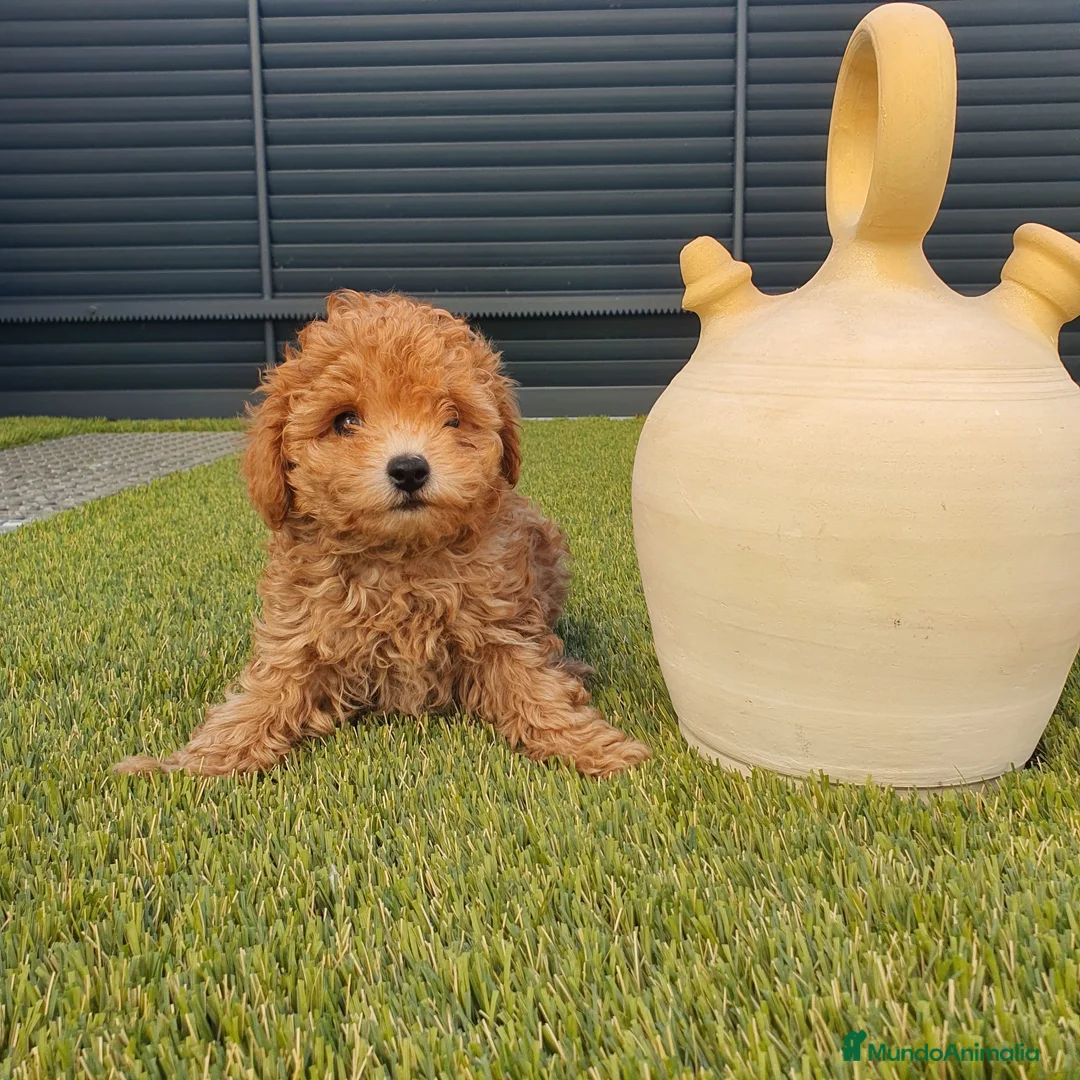 Caniche Toy perros en venta: Caniche miniatura  - Anuncio 6