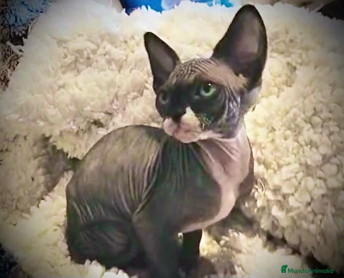 Sphynx gatos Esfinge - Anuncio 2