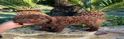 Perro de Agua Español perros en venta: perro de aguas cachorros  - Anuncio 3