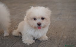 Maltipoo perros en venta: 🐾 Snow – Maltipoo macho blanco marfil 🐾 - Imagen 3