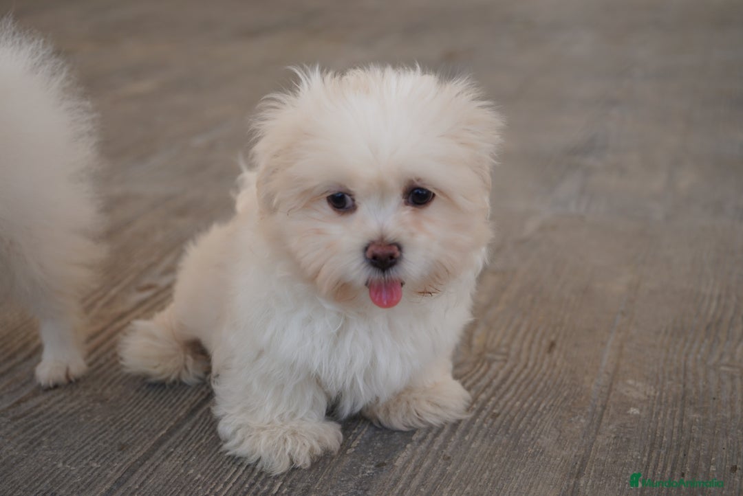 Maltipoo perros en venta: 🐾 Snow – Maltipoo macho blanco marfil 🐾 - Imagen 3