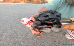 Schnauzer Mediano perros en venta: Snauzer minis - Imagen 2