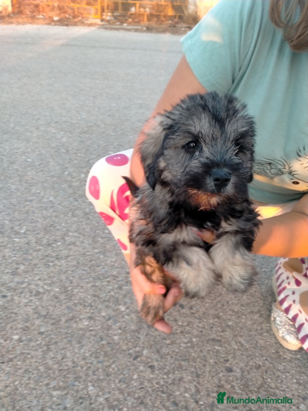 Schnauzer Mediano perros en venta: Snauzer minis - Imagen 2