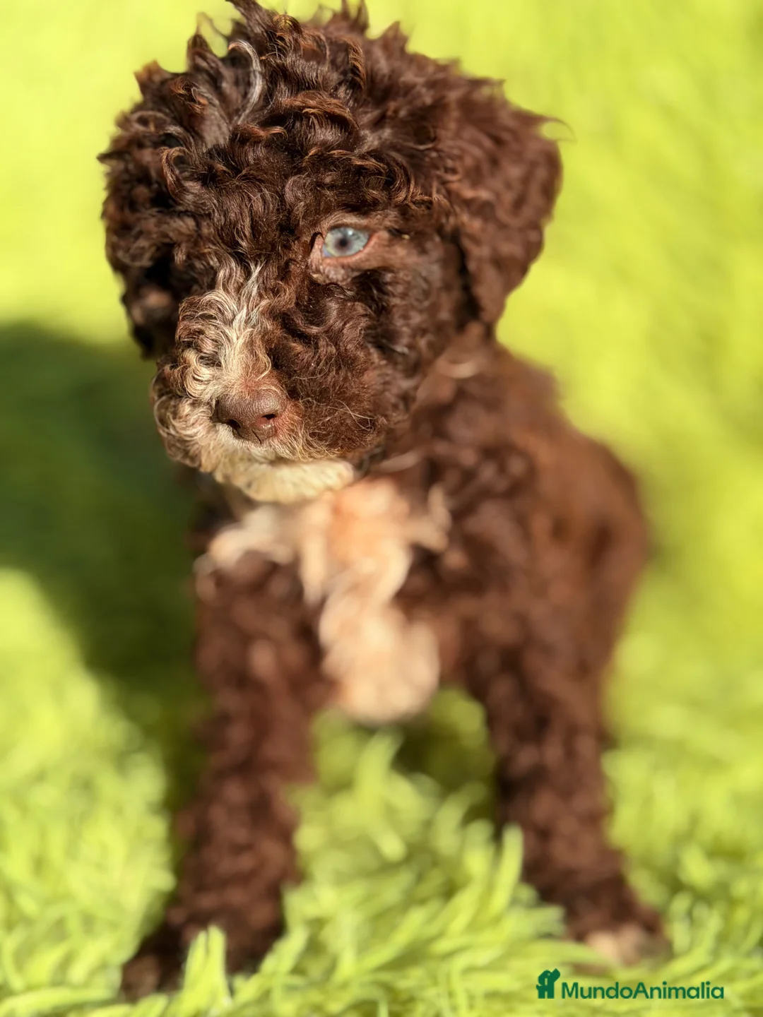 Perro de Agua Español perros en venta: Pdae chocolate  - Anuncio 2