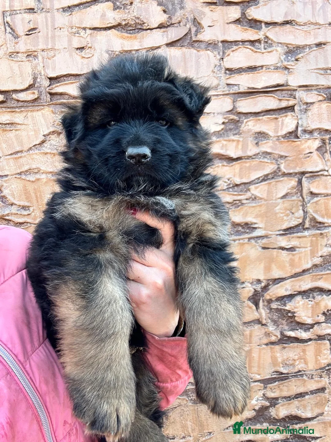 Pastor Alemán perros en venta: CACHORROS DE PASTOR ALEMAN - Anuncio 8