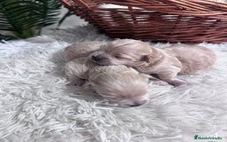 Maltipoo perros en venta: MALTIPOO  - Anuncio 1