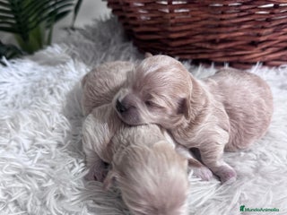 Maltipoo perros MALTIPOO - Anuncio 2