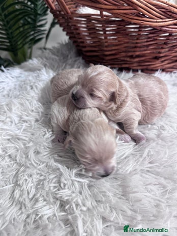Maltipoo perros MALTIPOO - Anuncio 2