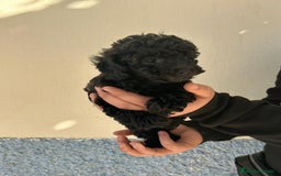 Caniche Toy perros en venta: Caniche toy  - Imagen 2