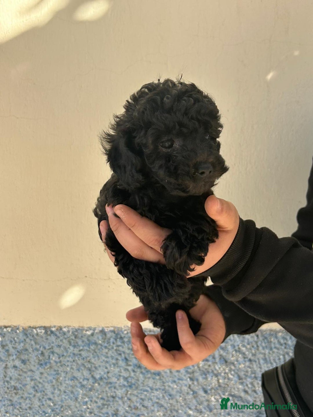 Caniche Toy perros en venta: Caniche toy  - Imagen 2