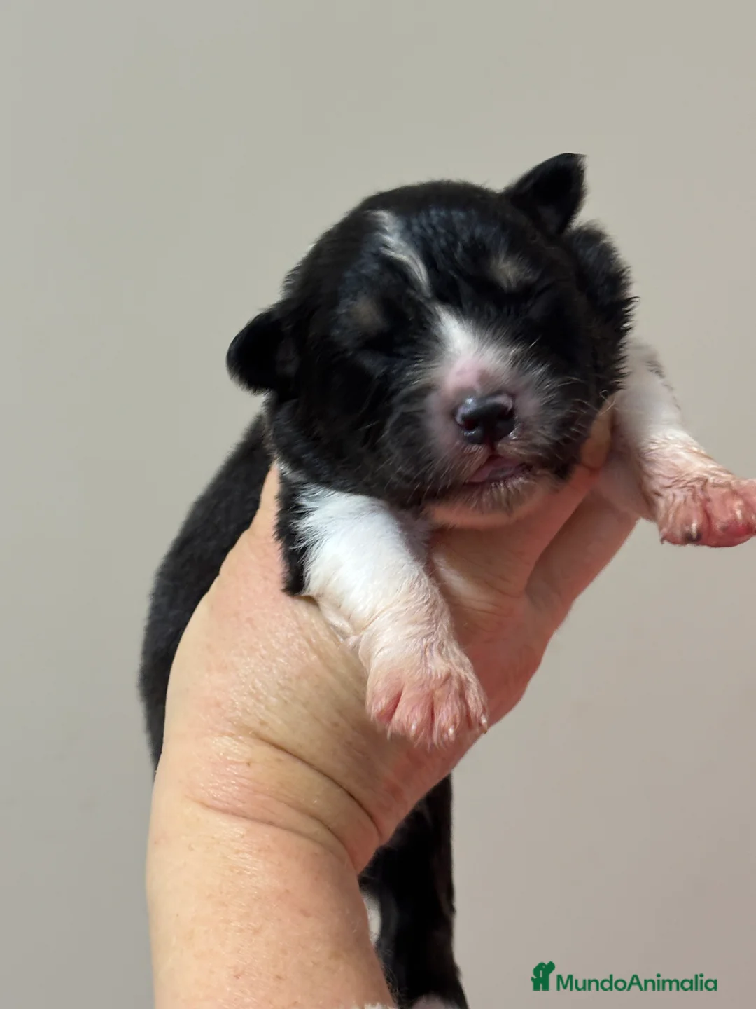 Pastor Australiano perros en venta: Cachorros pastor australiano  - Anuncio 5