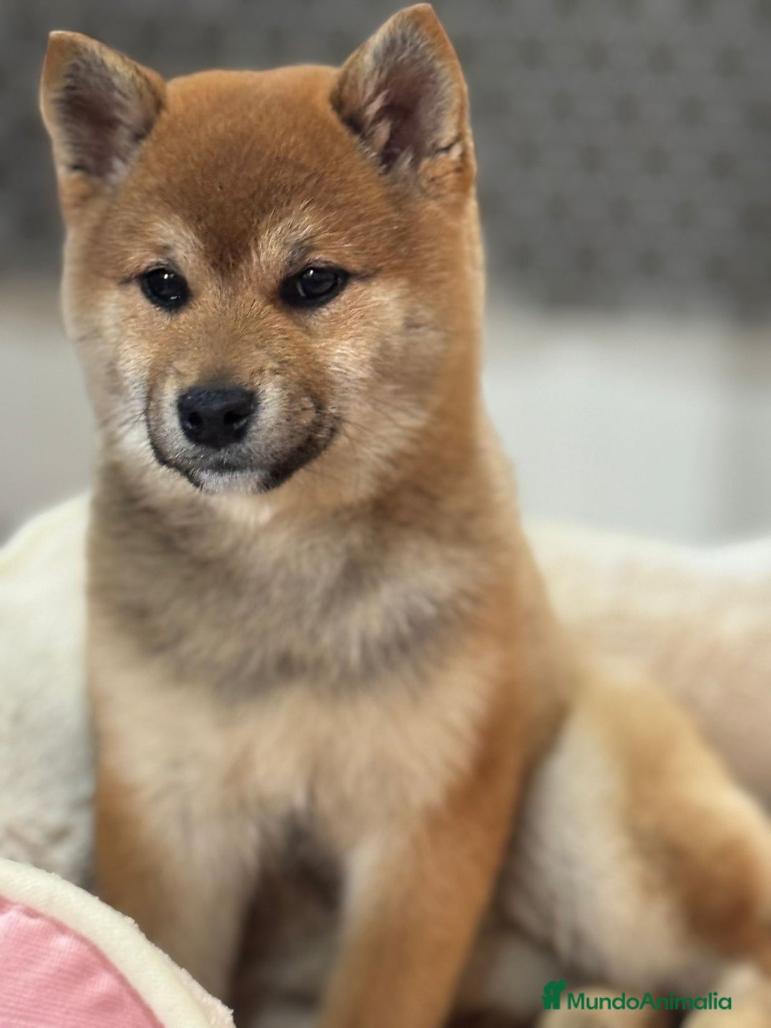 Shiba Inu perros en venta: Shiba Inu de gran calidad y tipicidad  - Anuncio 2