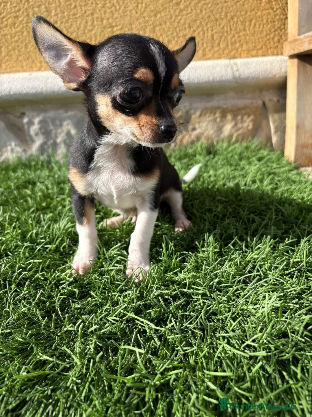 Chihuahua perros en venta: Chihuahua macho chihuahua toy tricolor  - Anuncio 16