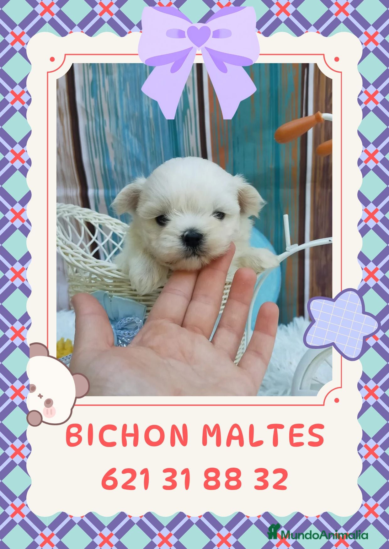 Bichón Maltés perros Preciosos bichón maltés enano  - Anuncio 2