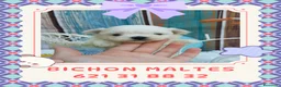 Bichón Maltés perros en venta: Preciosos bichón maltés enano  - Anuncio 1