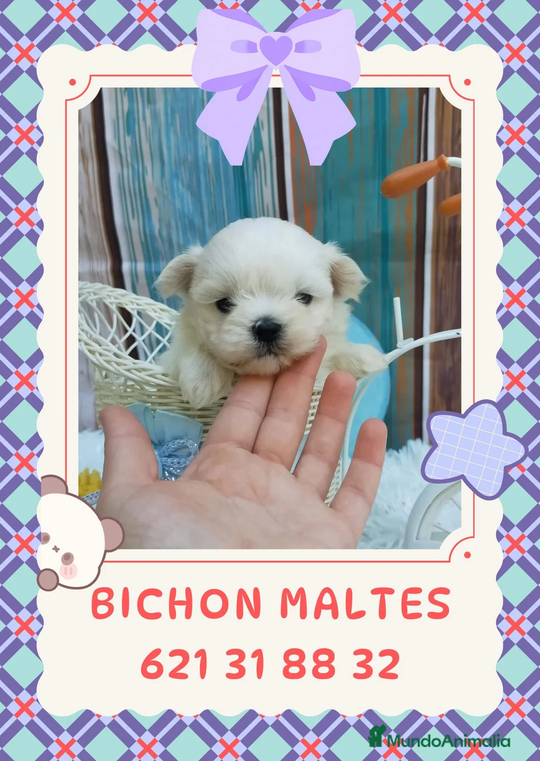 Bichón Maltés perros en venta: Preciosos bichón maltés enano  - Anuncio 1