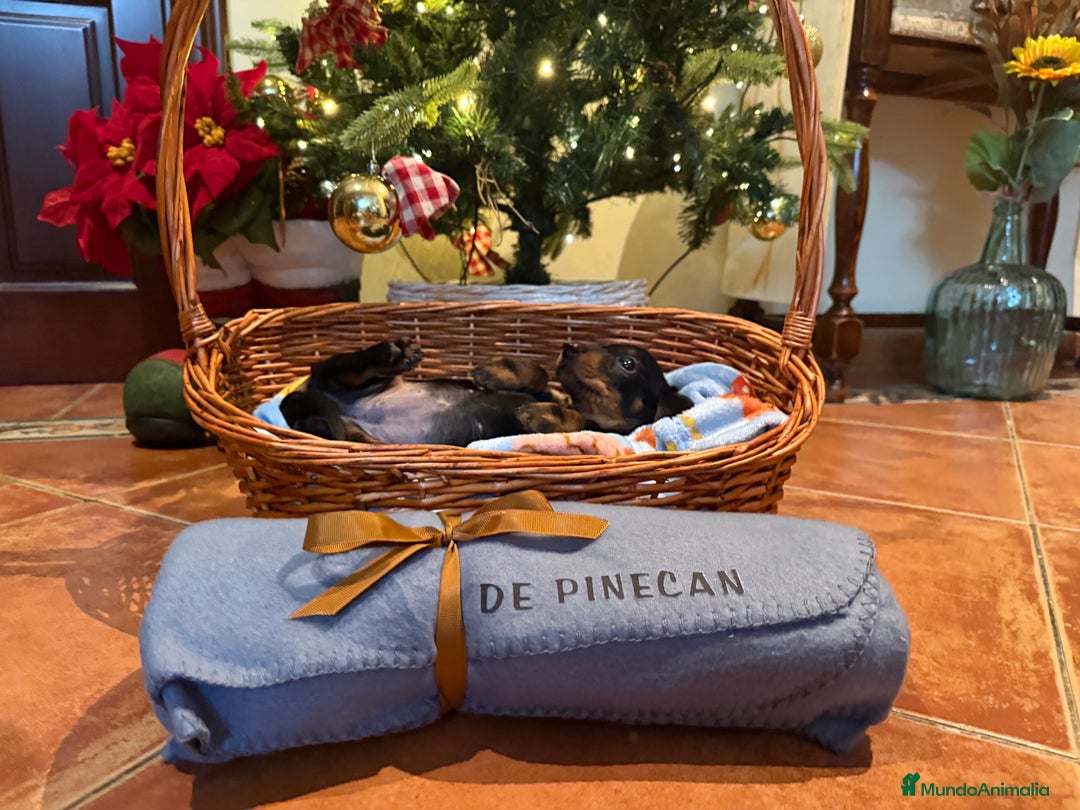 Teckel perros en venta: Cachorros teckel standard pelo corto - Anuncio 4