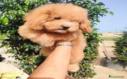 Caniche Toy perros en venta: Caniche Toy - Imagen 7