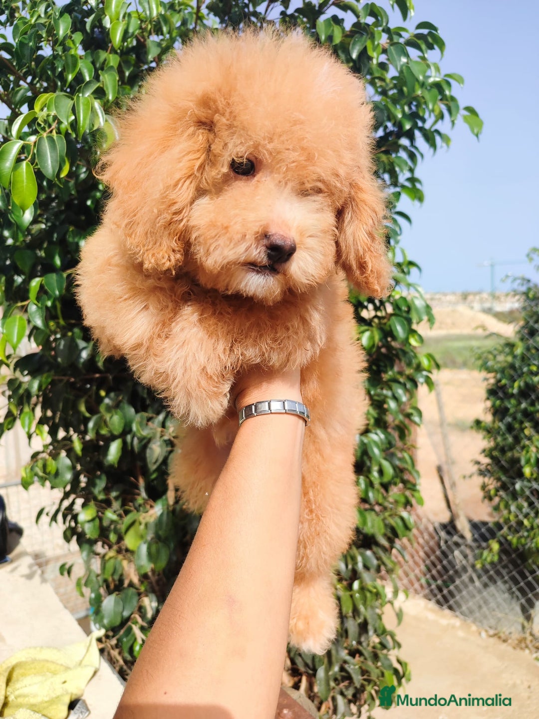 Caniche Toy perros en venta: Caniche Toy - Imagen 7