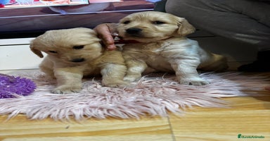 Golden Retriever perros - Anuncio 6