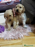 Golden Retriever perros Golden retriever - Anuncio 4