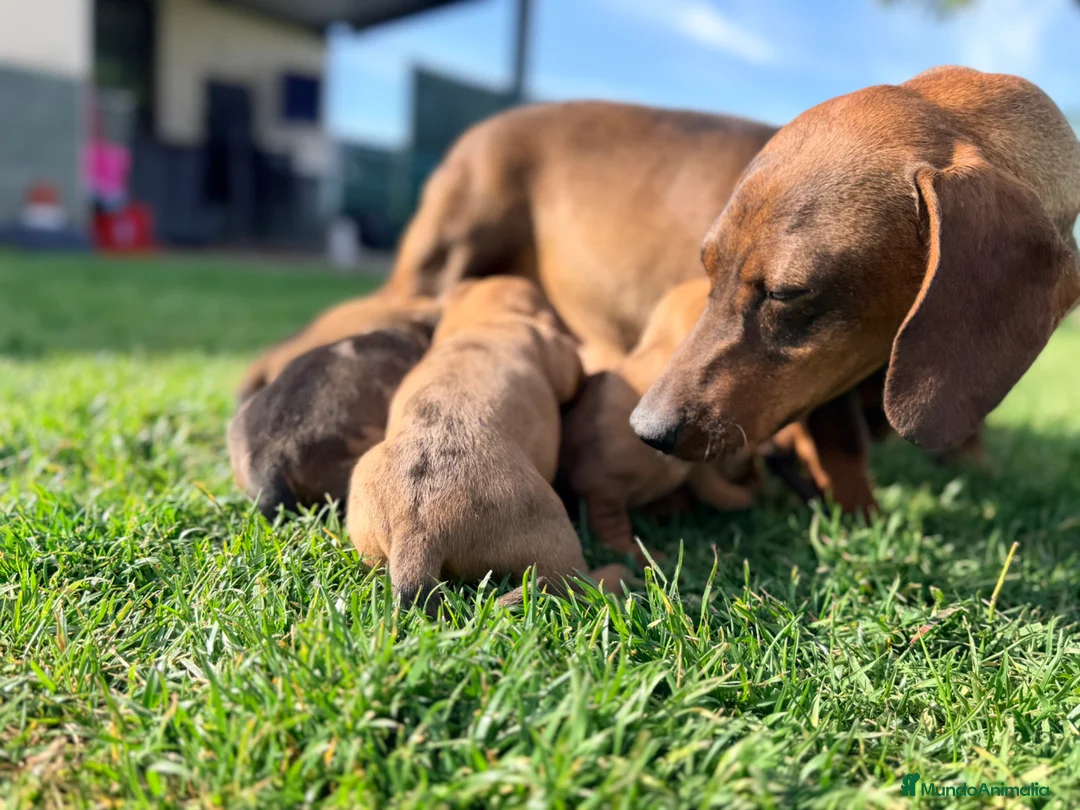 Teckel Miniatura perros en venta: Preciosos Teckel miniatura chocolate  - Anuncio 1