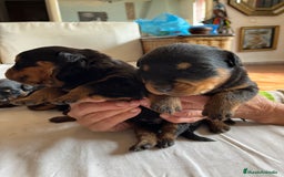 Rottweiler perros en venta: ROTTWEILER cachorros - Imagen 11