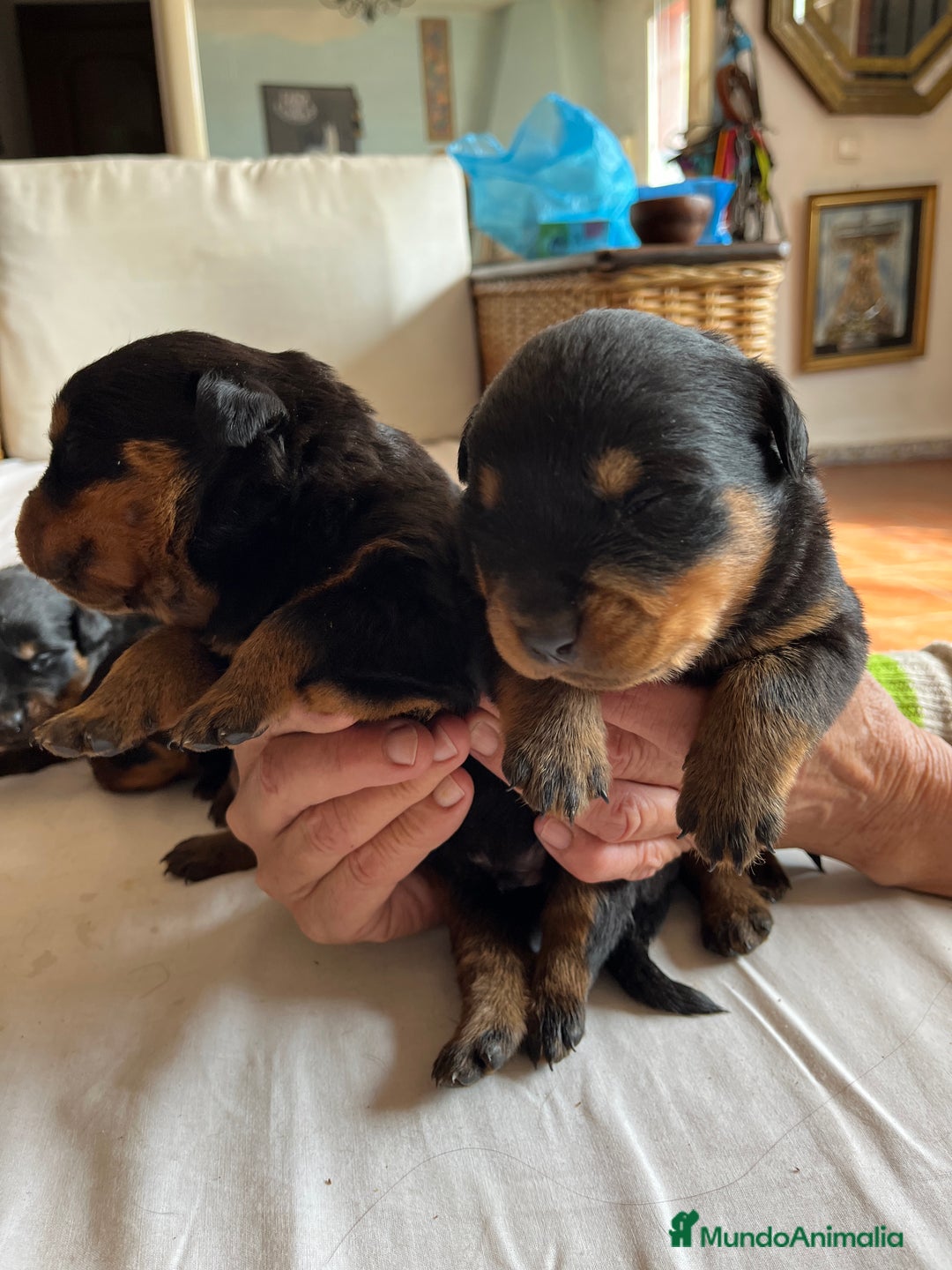 Rottweiler perros en venta: ROTTWEILER cachorros - Imagen 11