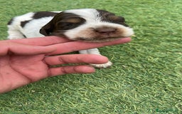 Cocker Spaniel Inglés perros en venta: Exclusivos 3 machos de cocker bicolor chocolate!! - Imagen 4