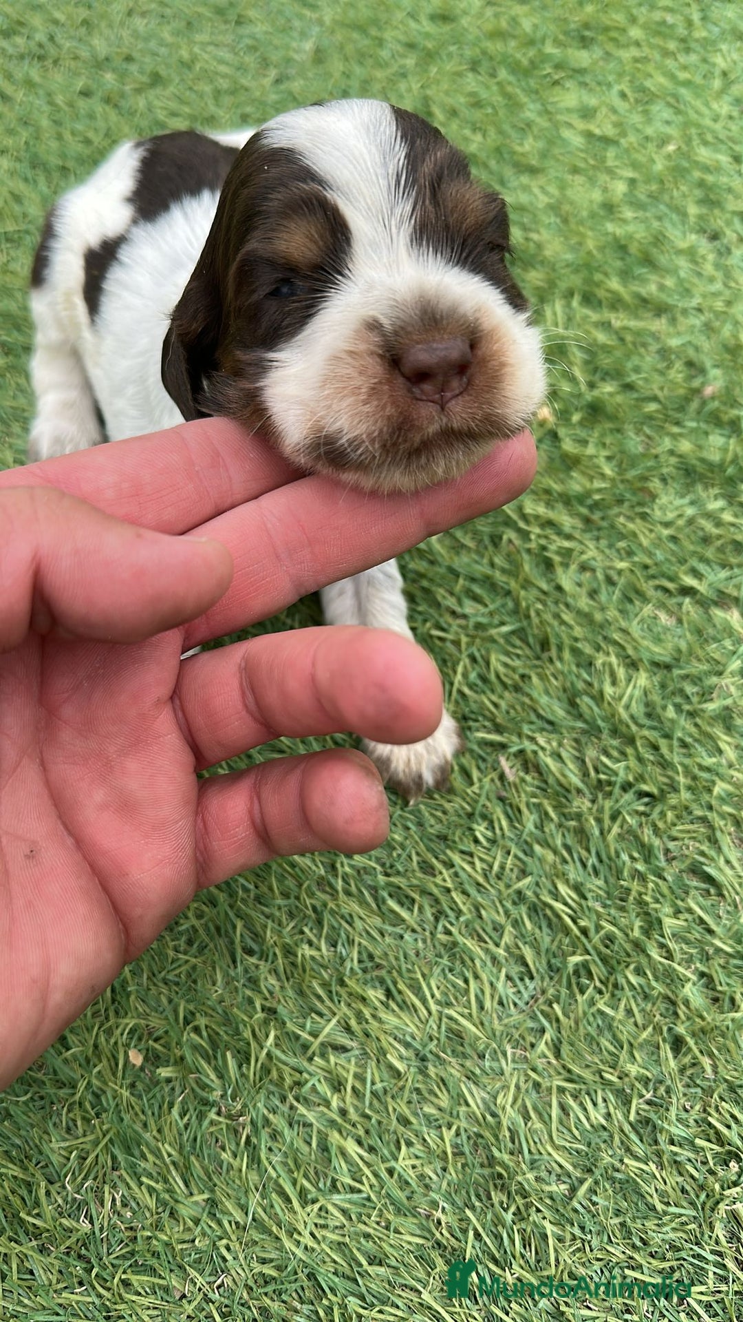 Cocker Spaniel Inglés perros en venta: Exclusivos 3 machos de cocker bicolor chocolate!! - Imagen 4