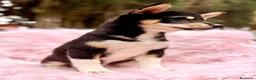Shiba Inu perros en venta: Shiba Inu rojo y tricolor  - Anuncio 9