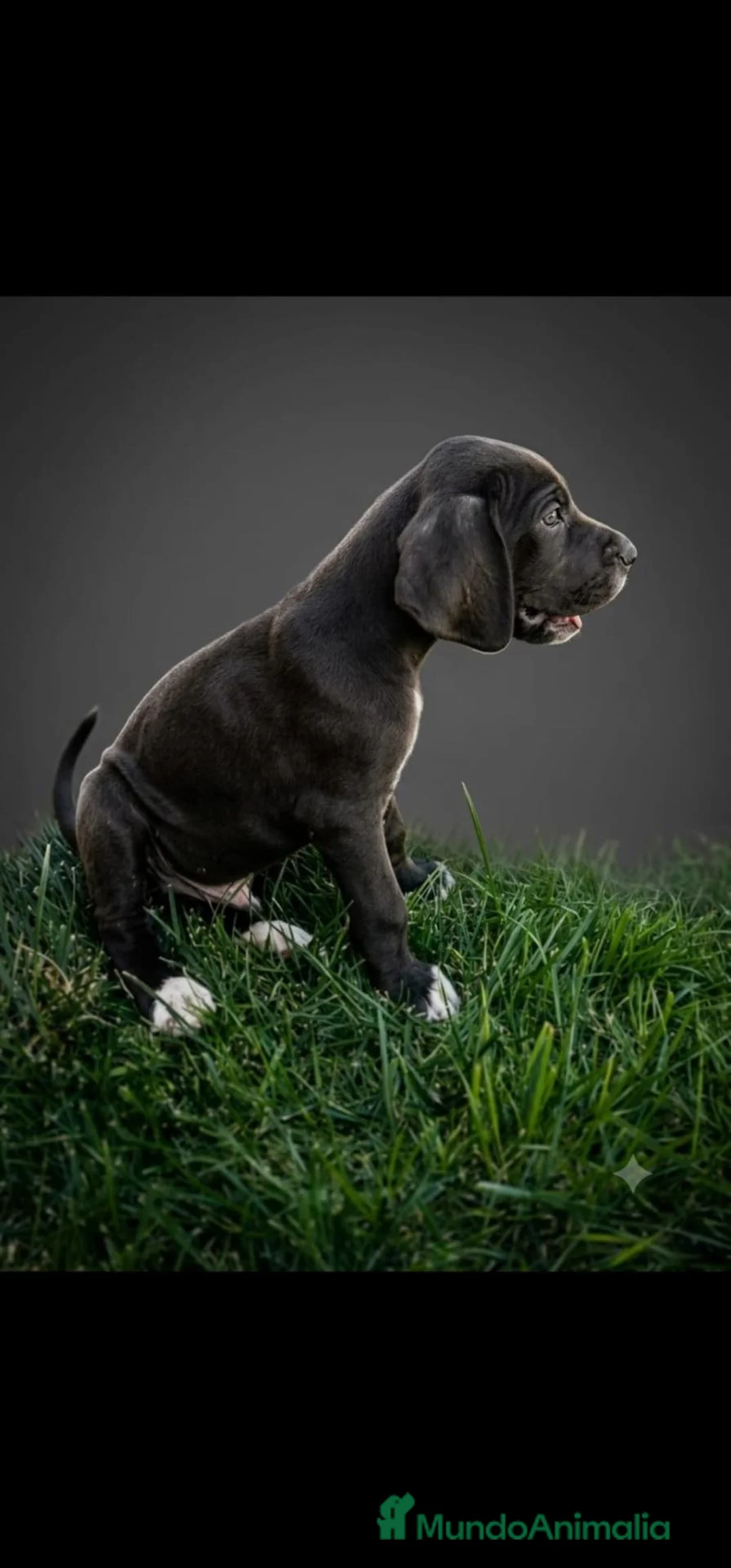 Otras razas perros en venta: Disponibles Gran Danés de Calidad  - Anuncio 2