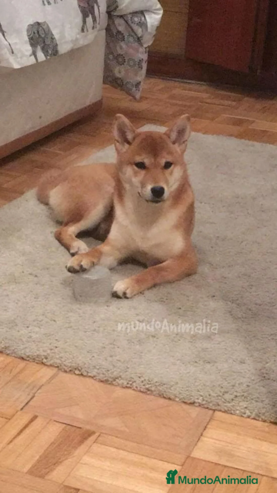 Imagen de galería {{count}}