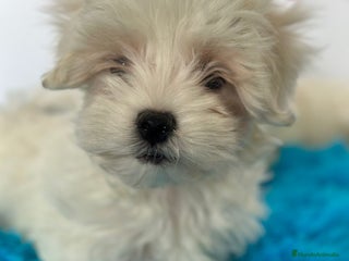 Bichón Maltés perros - Anuncio 6