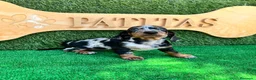 Teckel Miniatura perros en venta: Teckel mini - Anuncio 2