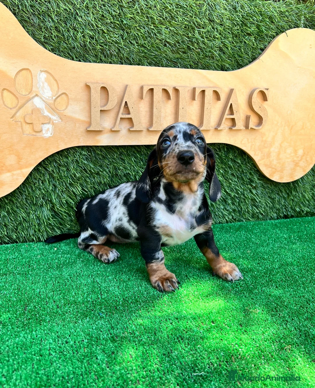 Teckel Miniatura perros en venta: Teckel mini - Anuncio 2