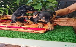 Ratón de Praga perros en venta: Raton de praga - Imagen 6
